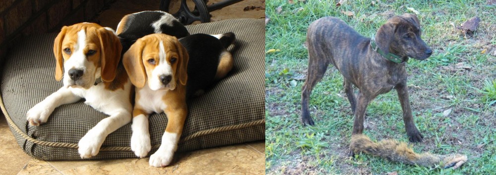 Treeing Cur vs Beagle - Breed Comparison