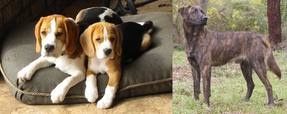 Treeing Tennessee Brindle vs Beagle - Breed Comparison