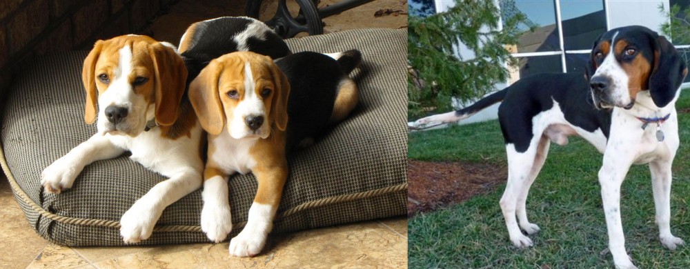 Treeing Walker Coonhound vs Beagle - Breed Comparison