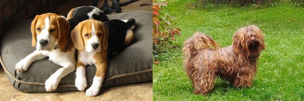 Tsvetnaya Bolonka vs Beagle - Breed Comparison