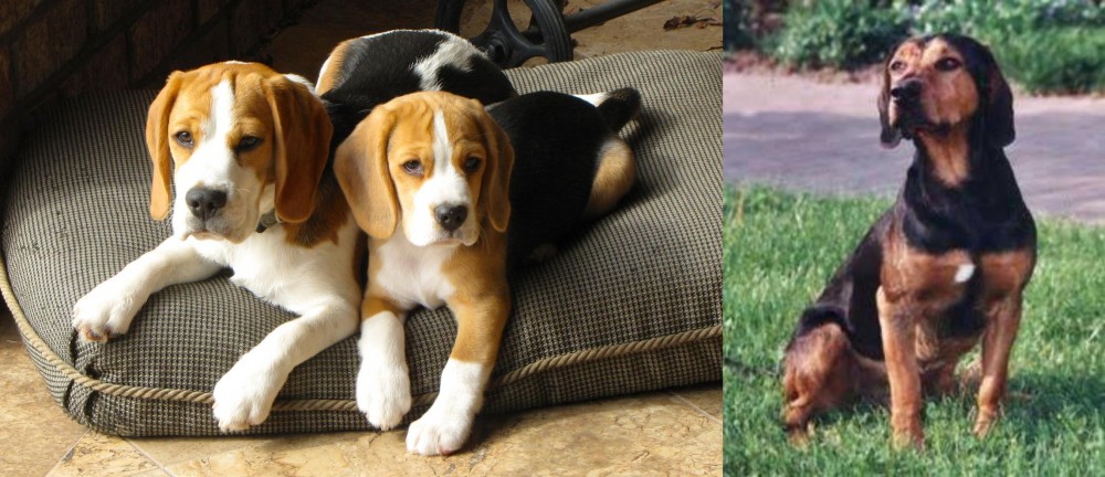 Tyrolean Hound vs Beagle - Breed Comparison
