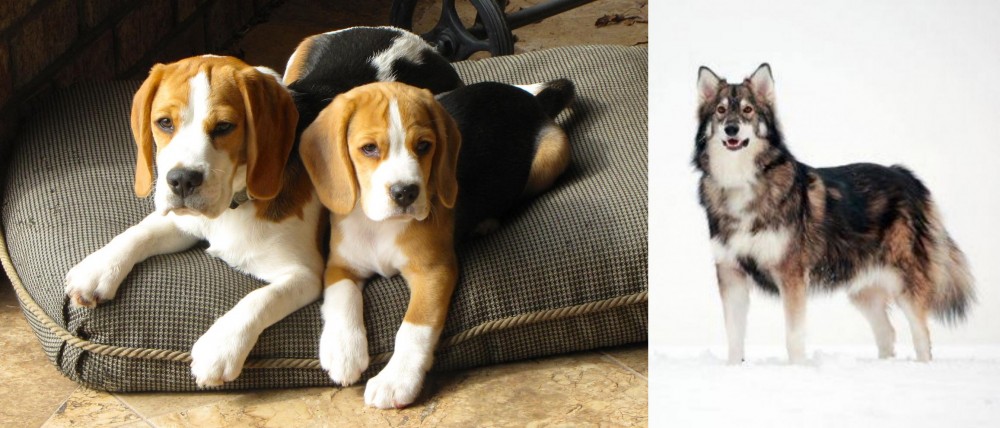 Utonagan vs Beagle - Breed Comparison