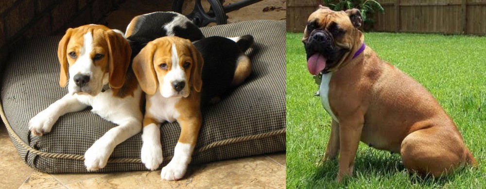 Valley Bulldog vs Beagle - Breed Comparison