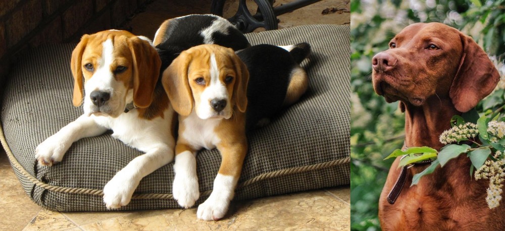 Vizsla vs Beagle - Breed Comparison