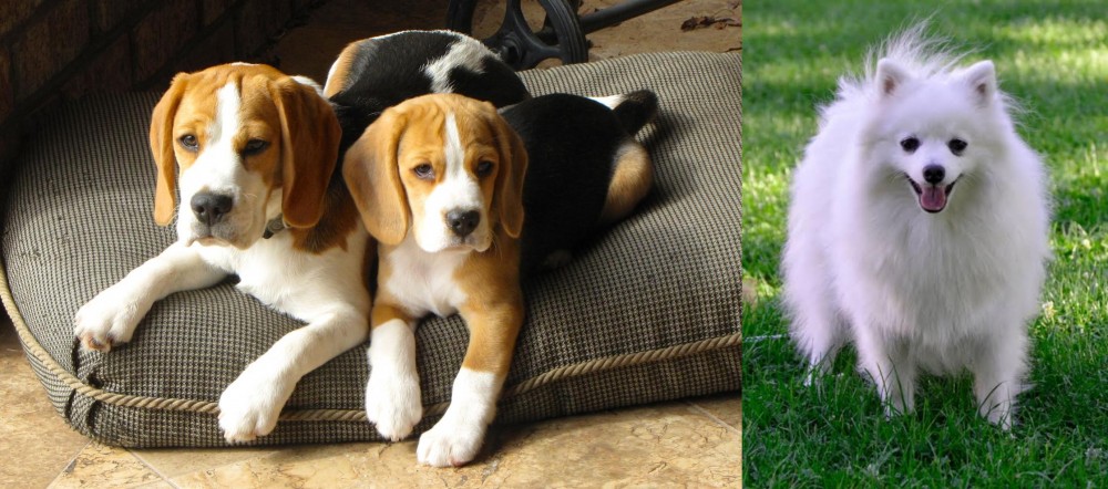 Volpino Italiano vs Beagle - Breed Comparison