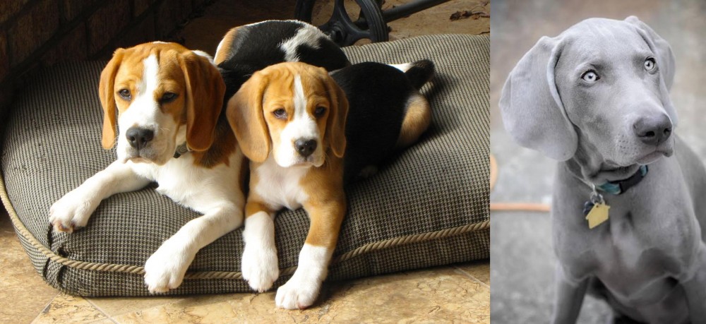 Weimaraner vs Beagle - Breed Comparison