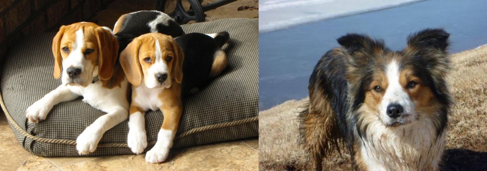 Welsh Sheepdog vs Beagle - Breed Comparison