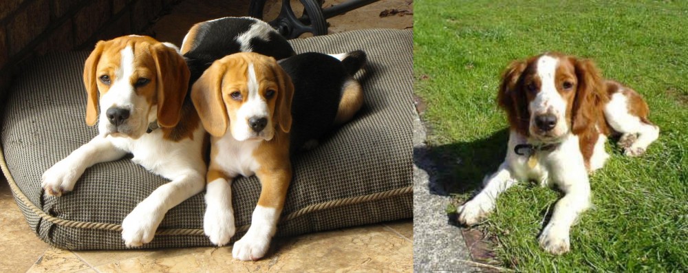Welsh Springer Spaniel vs Beagle - Breed Comparison