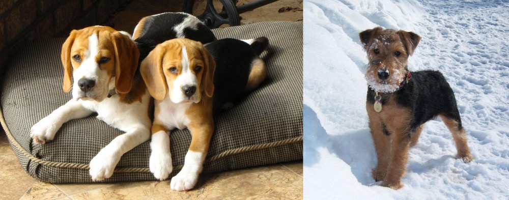 Welsh Terrier vs Beagle - Breed Comparison