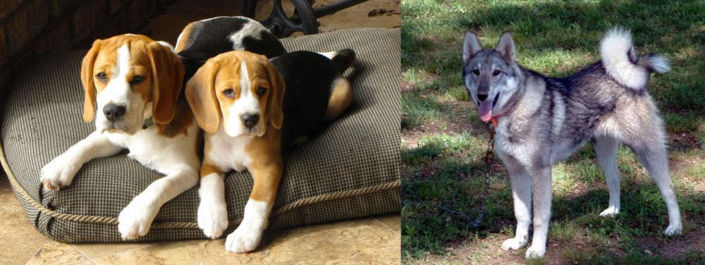 West Siberian Laika vs Beagle - Breed Comparison
