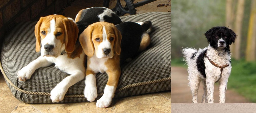 Wetterhoun vs Beagle - Breed Comparison