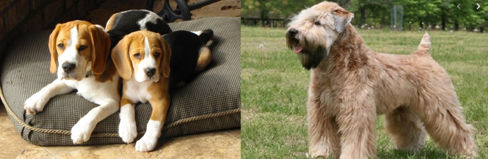 Wheaten Terrier vs Beagle - Breed Comparison