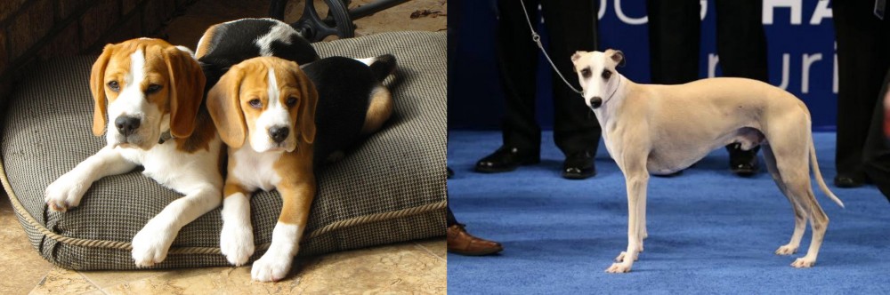 Whippet vs Beagle - Breed Comparison