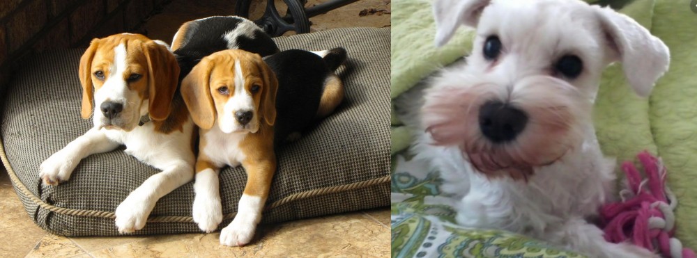 White Schnauzer vs Beagle - Breed Comparison