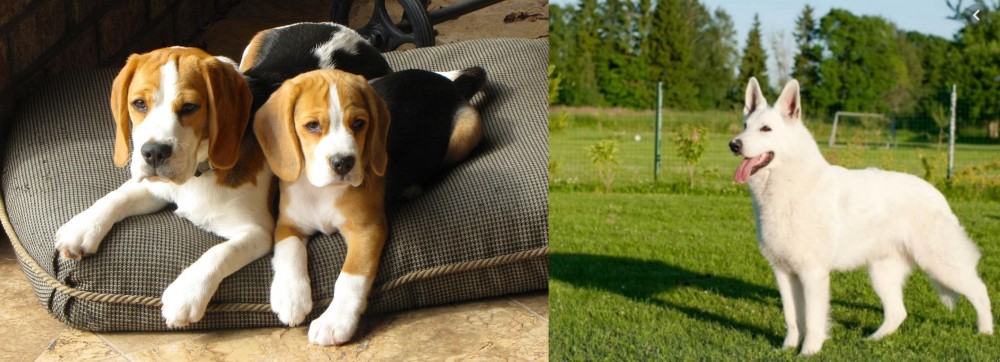 White Shepherd vs Beagle - Breed Comparison