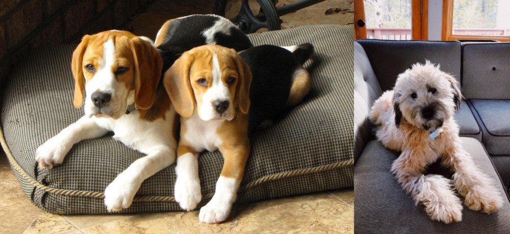 Whoodles vs Beagle - Breed Comparison