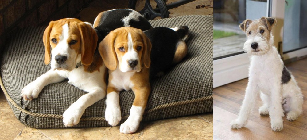 Wire Fox Terrier vs Beagle - Breed Comparison