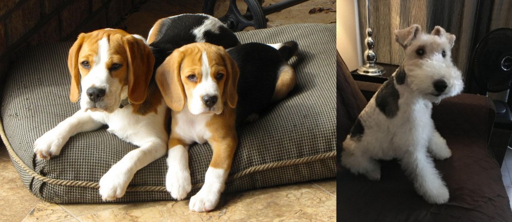 Wire Haired Fox Terrier vs Beagle - Breed Comparison