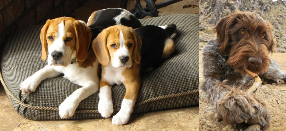 Wirehaired Pointing Griffon vs Beagle - Breed Comparison