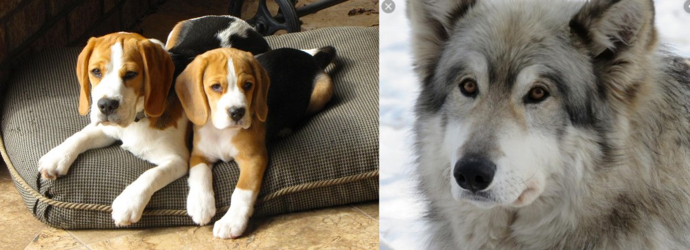 Wolfdog vs Beagle - Breed Comparison