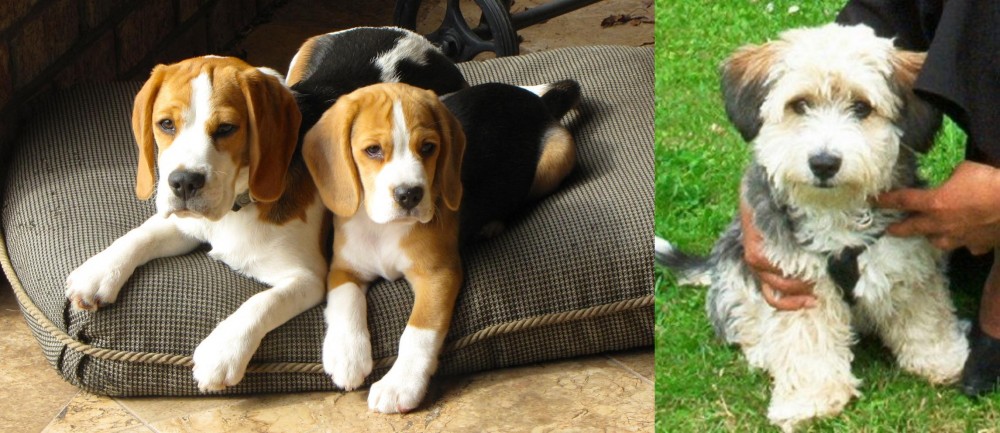 Yo-Chon vs Beagle - Breed Comparison