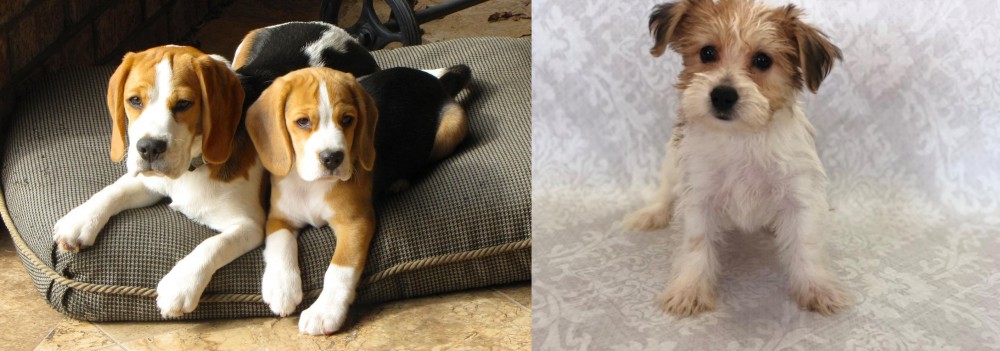 Yochon vs Beagle - Breed Comparison