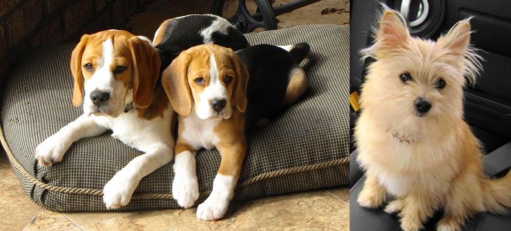 Yoranian vs Beagle - Breed Comparison