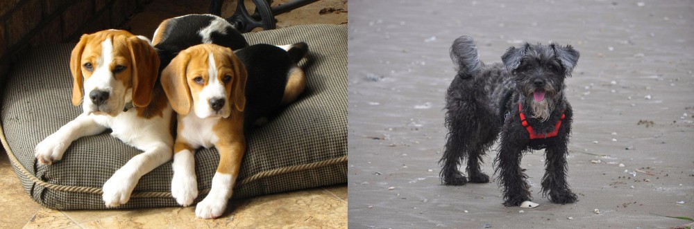 YorkiePoo vs Beagle - Breed Comparison