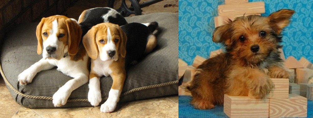 Yorkillon vs Beagle - Breed Comparison