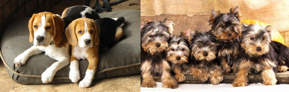 Yorkshire Terrier vs Beagle - Breed Comparison