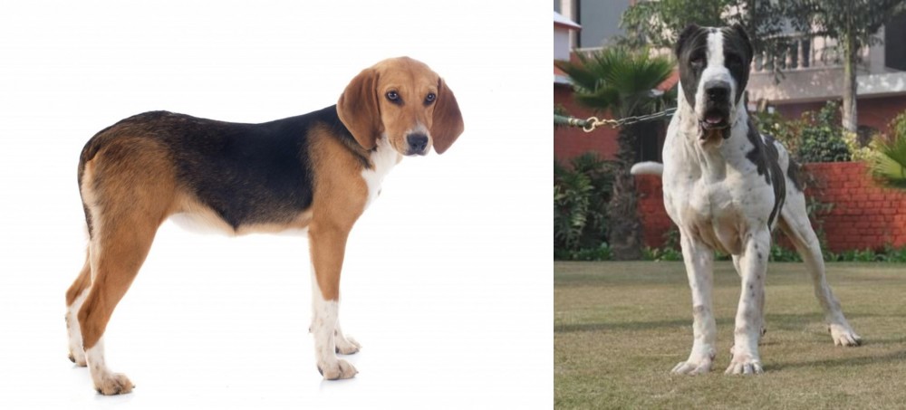 Alangu Mastiff vs Beagle-Harrier - Breed Comparison