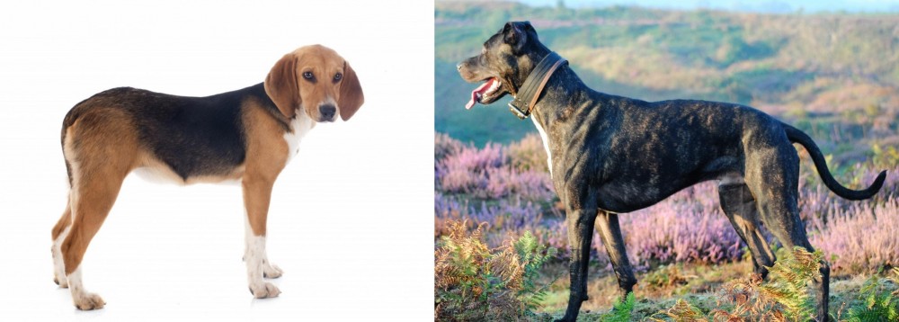 Alaunt vs Beagle-Harrier - Breed Comparison