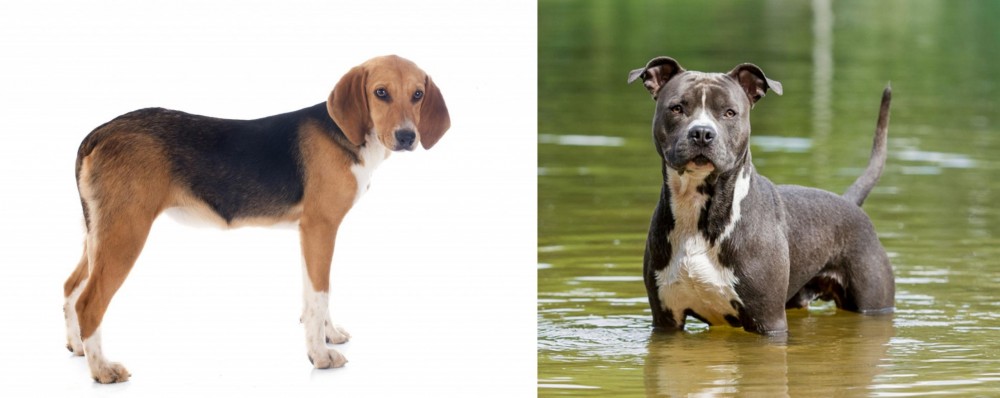 American Staffordshire Terrier vs Beagle-Harrier - Breed Comparison