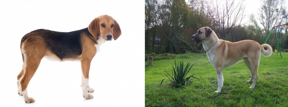 Anatolian Shepherd vs Beagle-Harrier - Breed Comparison