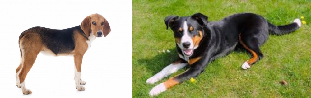 Appenzell Mountain Dog vs Beagle-Harrier - Breed Comparison