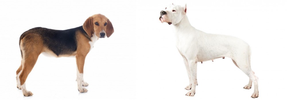 Argentine Dogo vs Beagle-Harrier - Breed Comparison