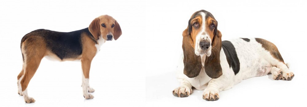 Basset Hound vs Beagle-Harrier - Breed Comparison