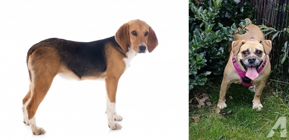Beabull vs Beagle-Harrier - Breed Comparison