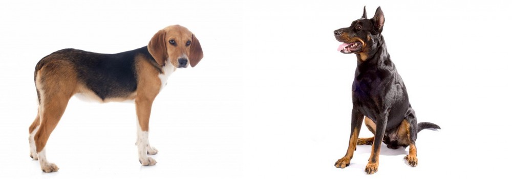 Beauceron vs Beagle-Harrier - Breed Comparison