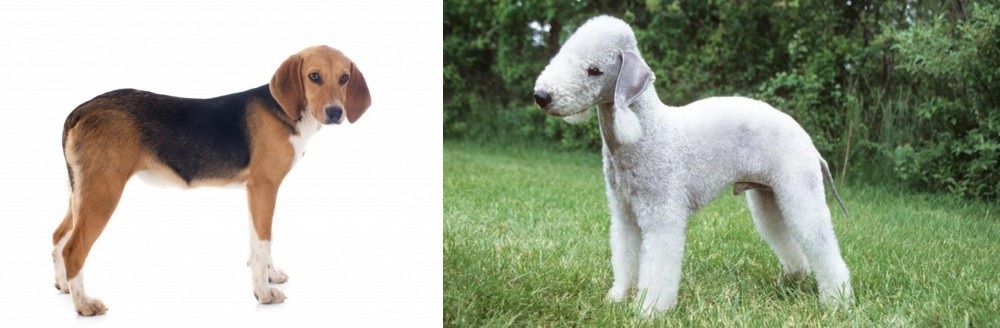 Bedlington Terrier vs Beagle-Harrier - Breed Comparison
