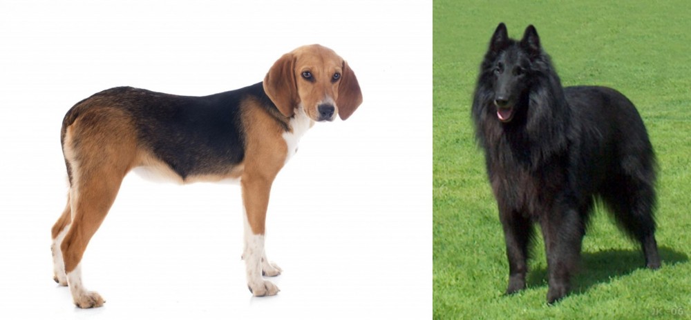 Belgian Shepherd Dog (Groenendael) vs Beagle-Harrier - Breed Comparison