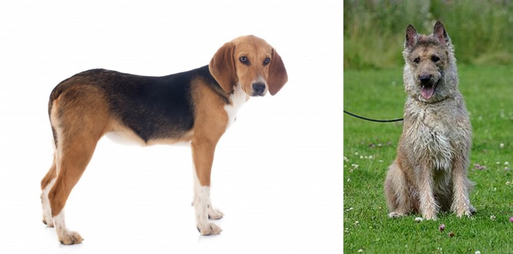 Belgian Shepherd Dog (Laekenois) vs Beagle-Harrier - Breed Comparison