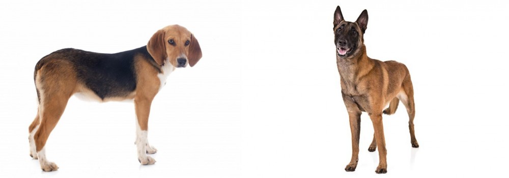 Belgian Shepherd Dog (Malinois) vs Beagle-Harrier - Breed Comparison