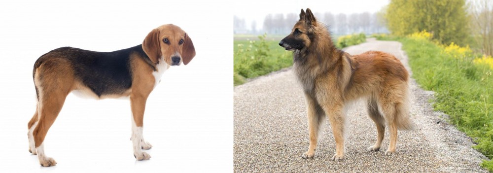 Belgian Shepherd Dog (Tervuren) vs Beagle-Harrier - Breed Comparison