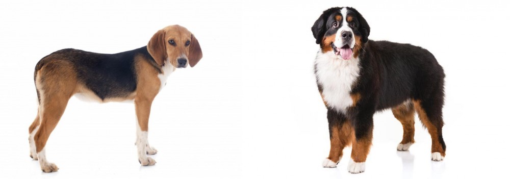 Bernese Mountain Dog vs Beagle-Harrier - Breed Comparison