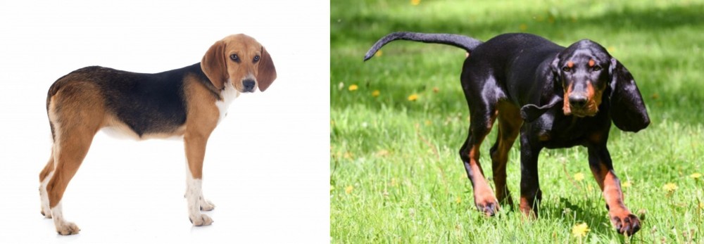 Black and Tan Coonhound vs Beagle-Harrier - Breed Comparison