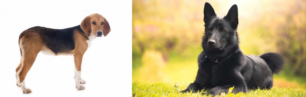 Black Norwegian Elkhound vs Beagle-Harrier - Breed Comparison
