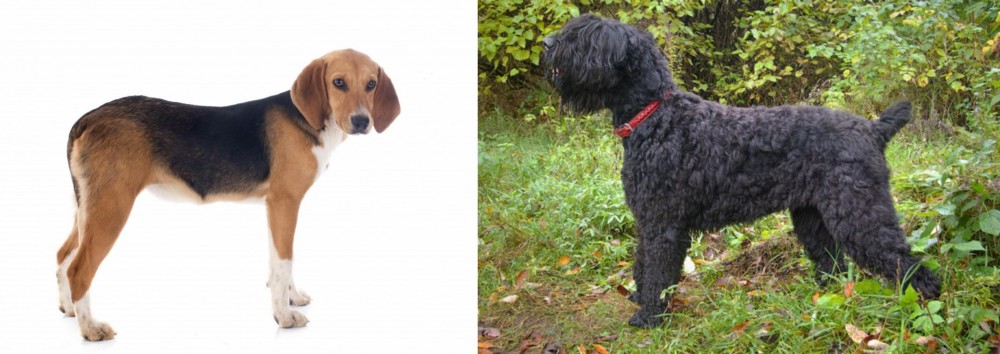 Black Russian Terrier vs Beagle-Harrier - Breed Comparison