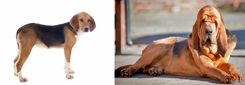 Bloodhound vs Beagle-Harrier - Breed Comparison