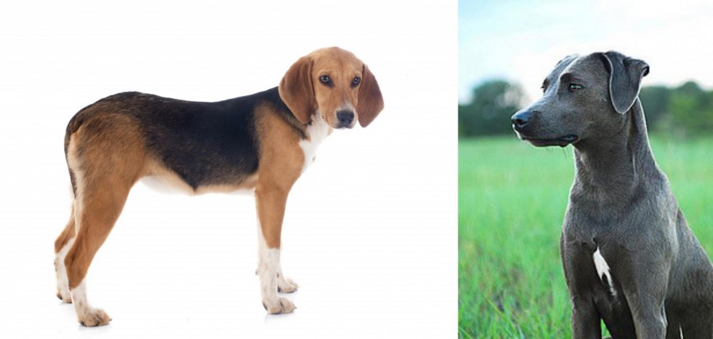 Blue Lacy vs Beagle-Harrier - Breed Comparison